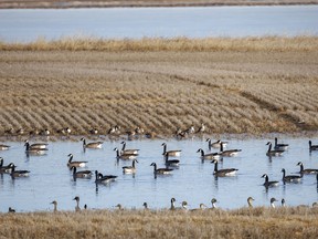 Canada geese and pintail ducks south of Frank Lake near High River, Ab., on Monday, March 18, 2024.
