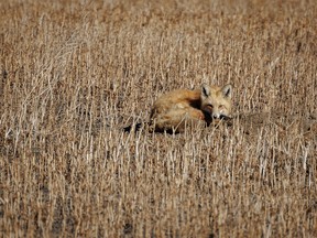 A fox stares back from its den in a field south of Heronton, Ab., on Monday, March 18, 2024.