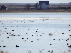 Ducks and geese on a slough near Barons, Ab., on Monday, March 18, 2024.