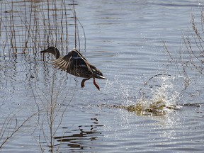 A female mallard takes off from a pond east of Stavely, Ab., on Monday, March 18, 2024.