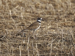 A killdeer forages in a field by a slough near Barons, Ab., on Monday, March 18, 2024.