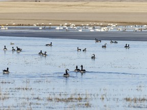 Canada geese and tundra swans near Barons, Ab., on Monday, March 18, 2024.