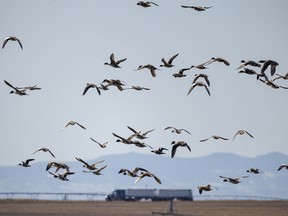Pintails flying near Barons, Ab., on Monday, March 18, 2024.