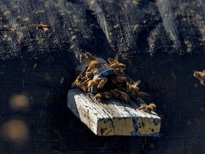Busy bees east of Claresholm, Ab., on Monday, March 18, 2024.