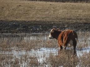 A cow wades through a meltwater pond west of Mossleigh, Ab., on Monday, March 18, 2024.