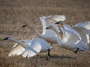 Tundra swans take off from a muddy field west of Ensign, Ab., on Monday, March 18, 2024.
