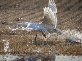Tundra swans take off from a muddy field west of Ensign, Ab., on Monday, March 18, 2024. Mike Drew/PostMedia