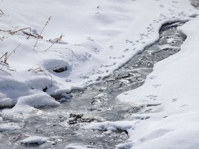 Possible mink tracks