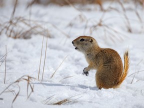 Richardson's ground squirrel gopher