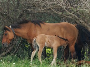 Wild horses