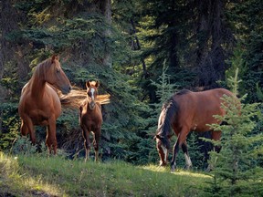 Alberta wild horses
