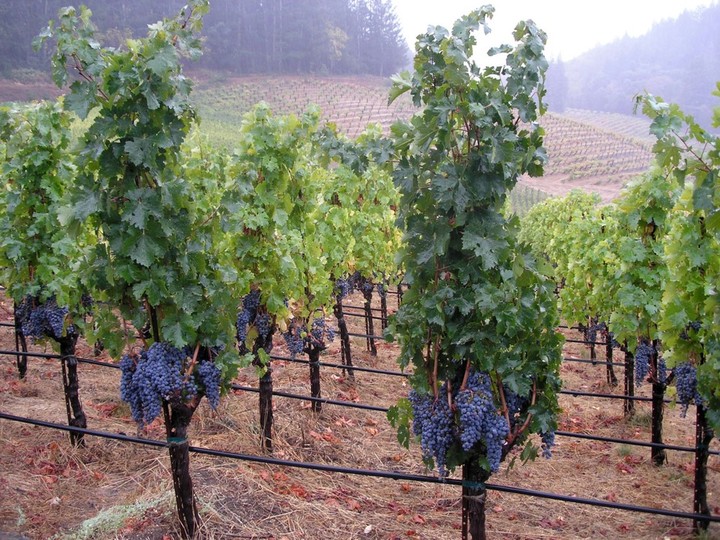  Cabernet grapes grow on the vine in the wine district of Napa, Calif. Herald files / Bloomberg