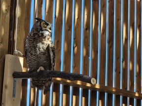 Alberta Institute for Wildlife Conservation's new enclosure for birds