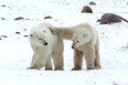 Classic Canadian Tours' one-day polar bear safaris will create memories to last a lifetime