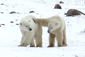 Classic Canadian Tours' one-day polar bear safaris will create memories to last a lifetime