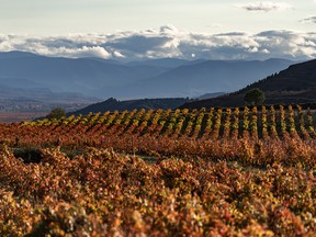 Rioja wine region