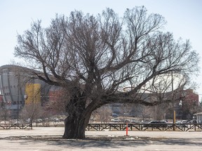 Stampede Elm tree