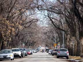 Calgary trees