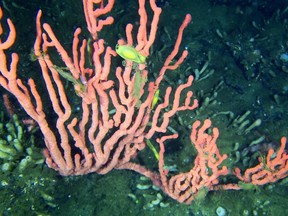 Fish swim amidst pink coral in the Lophelia Reef, located in the Finlayson Channel of the British Columbia coast, about 500 kilometres northwest of Vancouver.