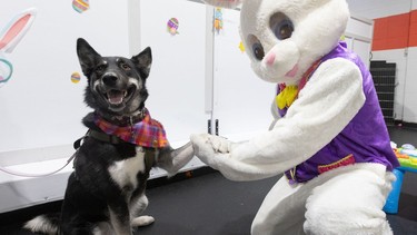 Dog Easter egg hunt