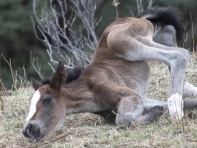 Abandoned wild horse foal