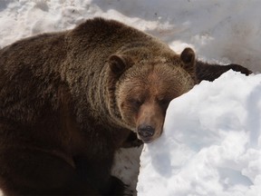 Boo the grizzly bear