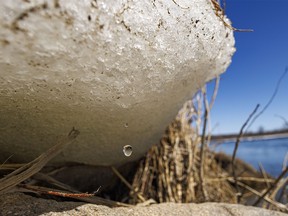 Water drips from bankside ice on the Bow River near Carseland, Ab., on Wednesday, April 3, 2024.