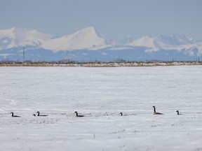 Canada geese look up from a meltwater pond hidden in a snowy field on the flats above the Bow River near Carseland, Ab., on Monday, April 1, 2024.