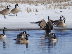 A Canada goose flexes its wings in a meltwater pond on the flats above the Bow River near Carseland, Ab., on Monday, April 1, 2024.