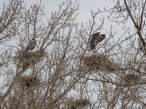 The blue herons have returned to their nesting colony along the Bow River just downstream from Calgary, Ab.on Tuesday, April 2, 2024.