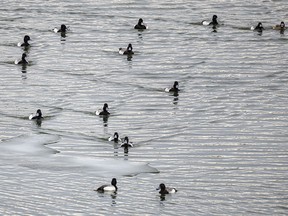 A squadron of scaup paddle over to a shallow area to feed above the Bow River weir at Carseland, Ab., on Tuesday, April 2, 2024.