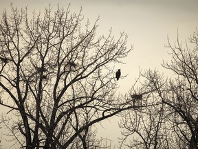 A young bald eagle sits among blue heron nests along the Bow River at Carseland, Ab., on Tuesday, April 2, 2024.
