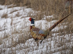 A male pheasant in bright breeding colours trots through the melting snow along the Bow River at Carseland, Ab., on Tuesday, April 2, 2024.