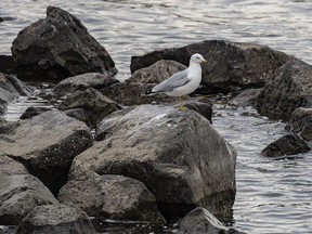 A ring-billed gull looks for lunch below the Bow River weir at Carseland, Ab., on Tuesday, April 2, 2024.