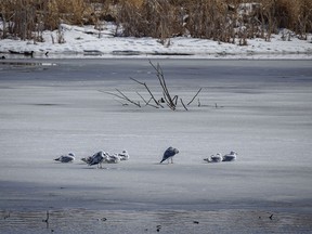Ring-billed gulls relax on the remaining ice above the Bow River weir at Carseland, Ab., on Tuesday, April 2, 2024.