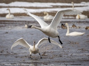 Trumpeter swans rise from a pond on the flats above the Bow River near Dalemead, Ab., on Tuesday, April 2, 2024.