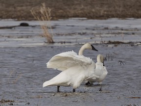The chinook wind ruffles the feathers of a trumpeter swan wading in a pond on the flats above the Bow River near Dalemead, Ab., on Tuesday, April 2, 2024.