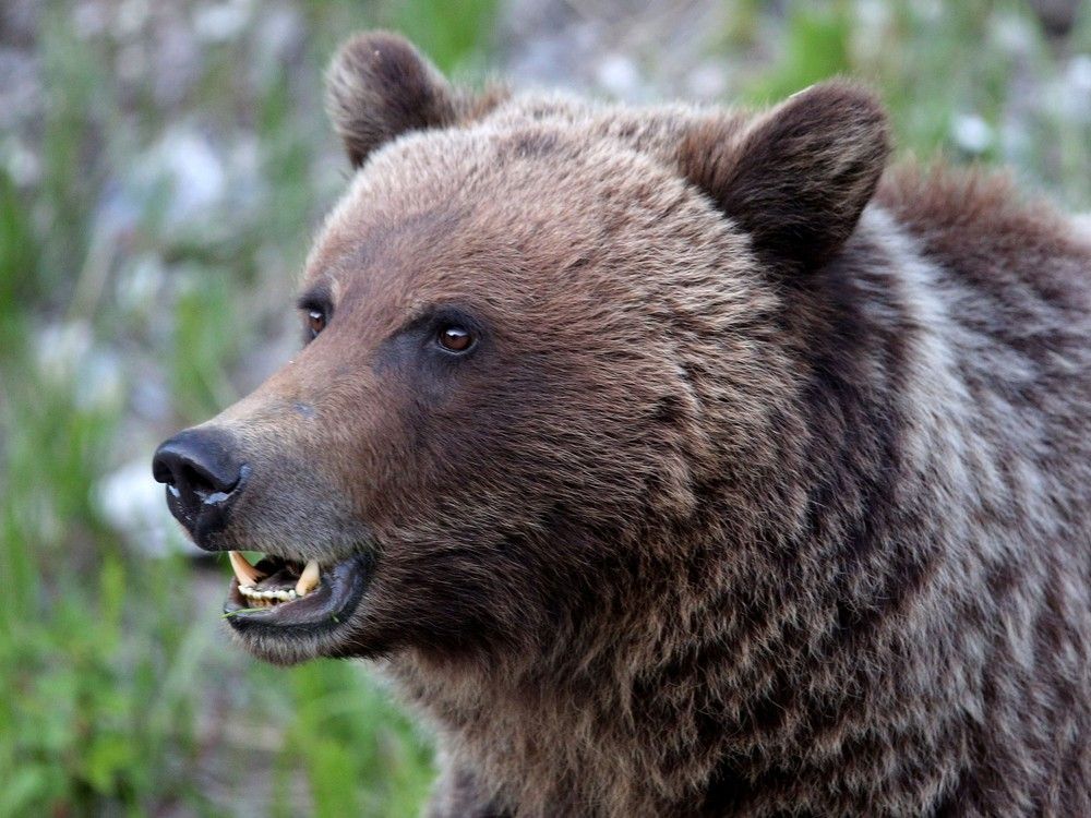 'Devastating': Grizzlies slaughter 22 sheep in rare attack near Fort
Macleod