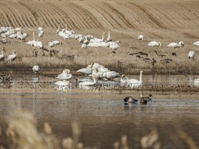 Swans, white-fronted geese and ducks on a pond near Sunnyslope, Ab., on Tuesday, April 9, 2024.