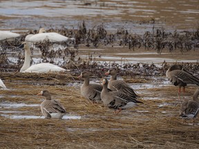 White-fronted geese and swans on a pond west of Torrington, Ab., on Tuesday, April 9, 2024.