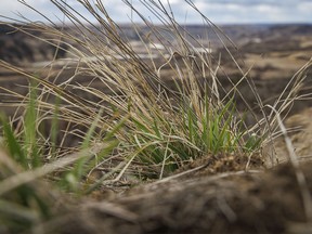 New green grass at Dry Island Buffalo Jump and the Red Deer River east of Huxley, Ab., on Tuesday, April 9, 2024.