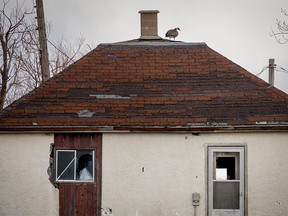 Goose on the roof of an old farm house east of Elnora, Ab., on Tuesday, April 9, 2024.