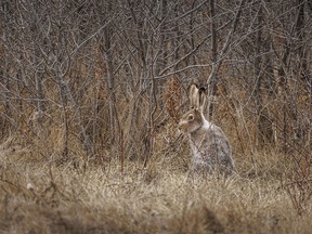 A jackrabbit tries to blend in east of Elnora, Ab., on Tuesday, April 9, 2024.