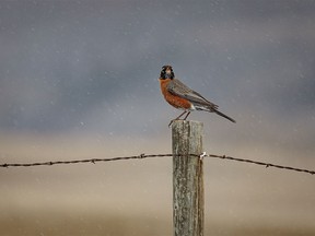 A robin perches on a post as the rain and wind blow in east of Elnora, Ab., on Tuesday, April 9, 2024.