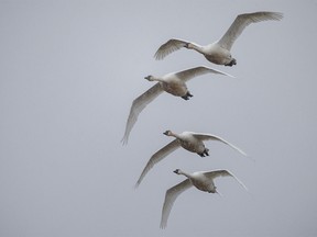 Tundra swans fly through the snow west of Linden, Ab., on Tuesday, April 9, 2024.