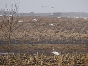 Tundra swans feed in a corn field west of Linden, Ab., on Tuesday, April 9, 2024.
