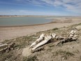 Sheep bones beside St. Mary Reservoir west of Spring Coulee, Ab., on Monday, April 15, 2024.