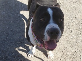 Dog park assault