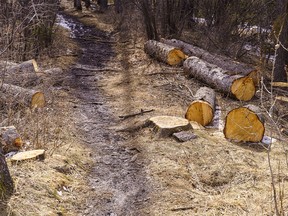 Fish Creek Provincial Park chopped trees