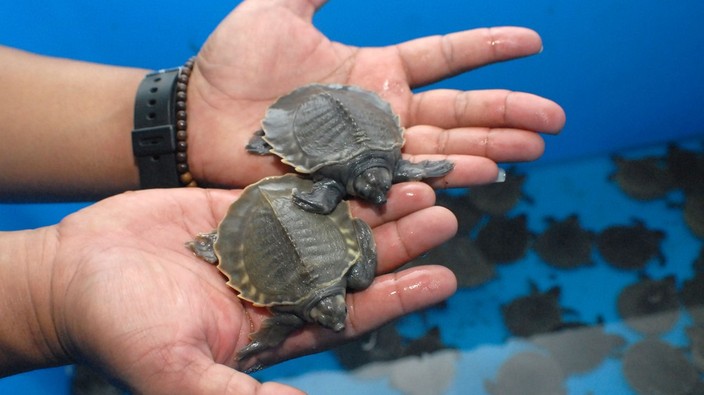 Calgary man fined $35,000 for illegally importing turtles